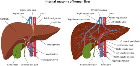 Anatomy Of Liver And Gallbladder