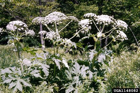 Giant Hogweed Heracleum Mantegazzianum Sommier And Levier