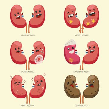 Kidney Vector Images – Browse 39,746 Stock Photos, Vectors, and Video ...