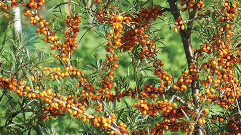 Sea Buckthorn Berries Identification Uses Recipes