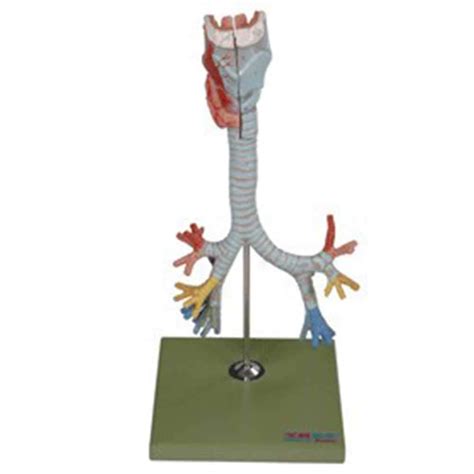 Buy MKULOUS Human Larynx Anatomical Model Tree Model Of Larynx And