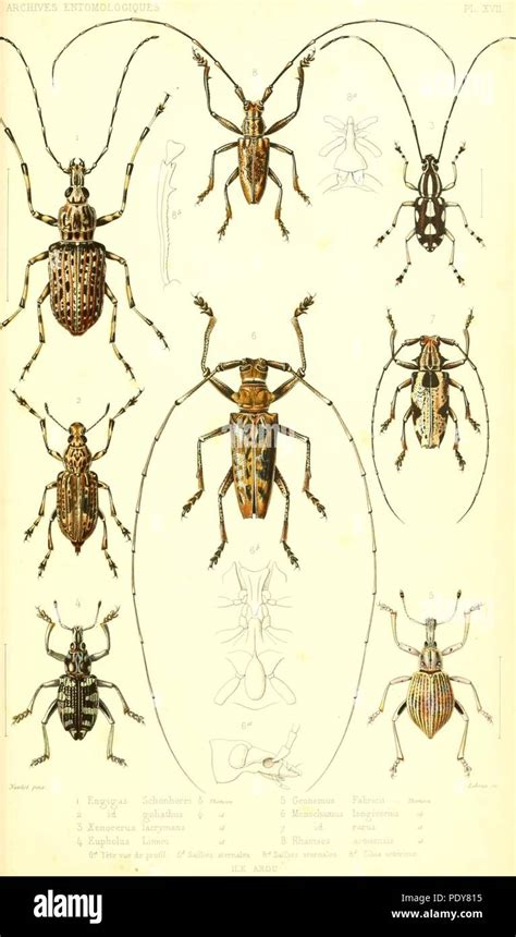 Archives Entomologiques Ou Recueil Contenant Des Illustrations D