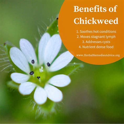 Chickweed Herb Uses