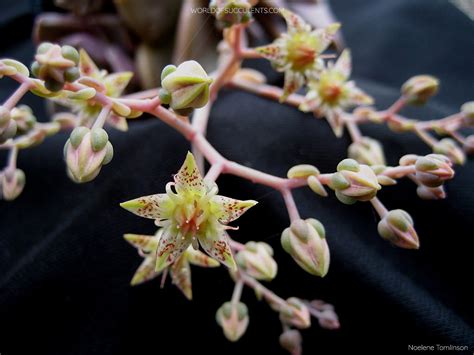 Graptopetalum 'Purple Delight' - World of Succulents