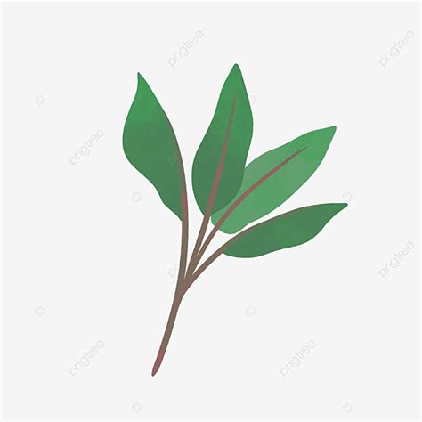 Hand Drawn Branches PNG Picture Hand Drawn Beautiful Leaves Branch