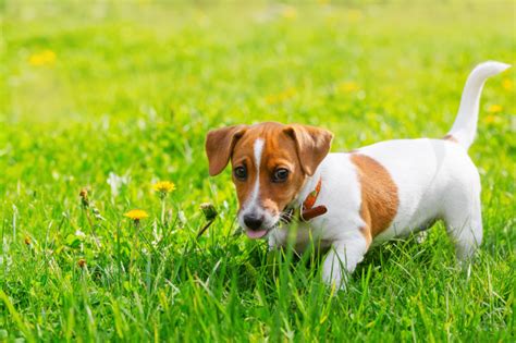 Por que os cães comem grama Mitos versus Realidade Portal do Dog