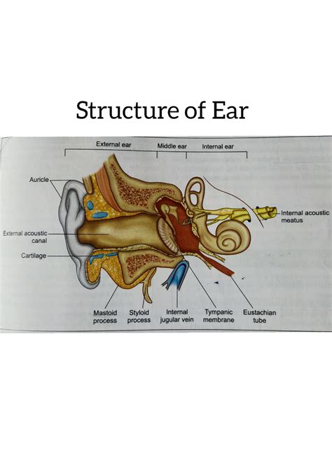 Structure Of Ear Ear Is The Peripheral Sense Organ Concerned With