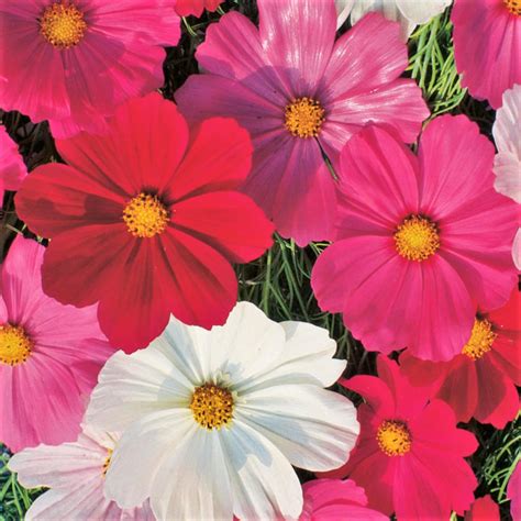 Sensation Mix Cosmos Seeds Fuchsia Pink White Bipinnatus Etsy