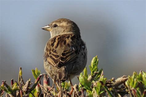 Bird Sparrow Ornithology Free Photo On Pixabay