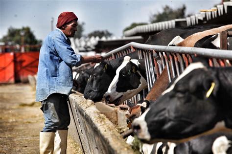 Apoya El Programa Precios De Garantía A Pequeños Y Medianos Productores