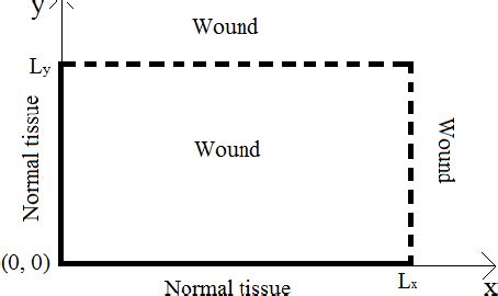 Two Dimensional Mathematical Model Of Angiogenesis In Wound Healing