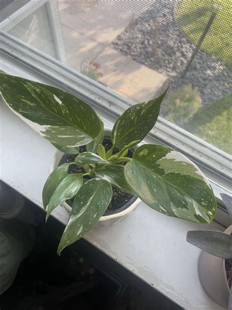 Automatic updates will modernize the entire white pages nh 15