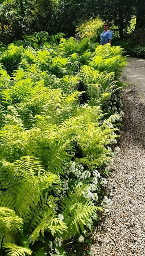 Ferns Rhs Harlow Carr Anthony Parkes Cc By Sa Geograph