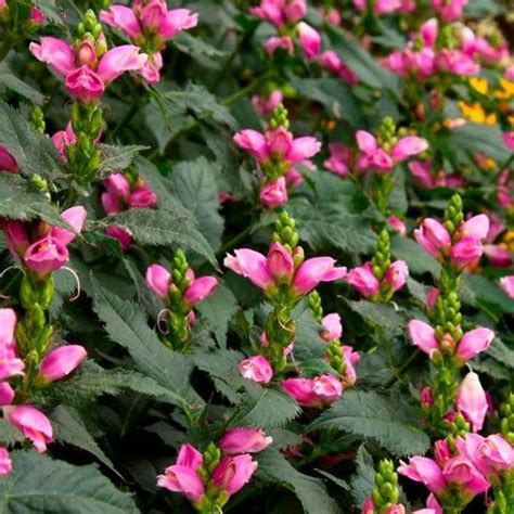 Chelone Hot Lips Pink Turtlehead Hot Lips Plant Blooming Plants Hot Lips