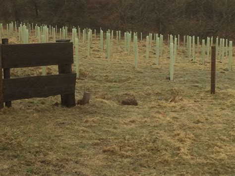 New Tree Planting - Chillingham Wild Cattle