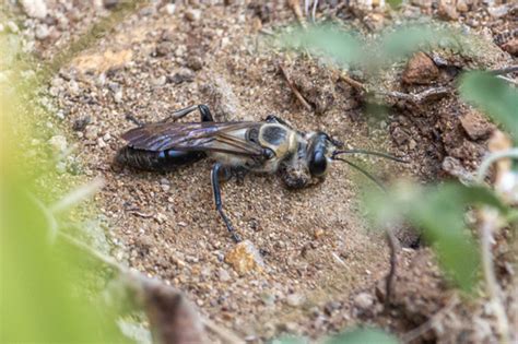 Sphex Ermineus Sphecidae Wasps Of SW Australia INaturalist