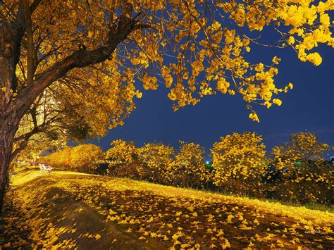 Nature Autumn Beauty Blue Sky Fall Falling Landscape Leaves