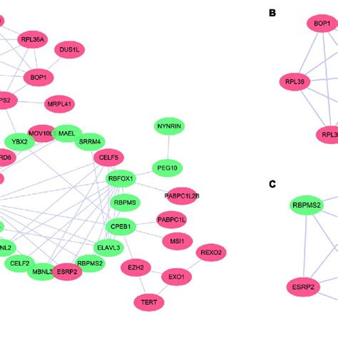 Immunohistochemistry Results For Rna Binding Proteins In Normal And