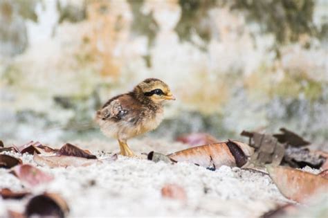 A red junglefowl chick - Australian Photography