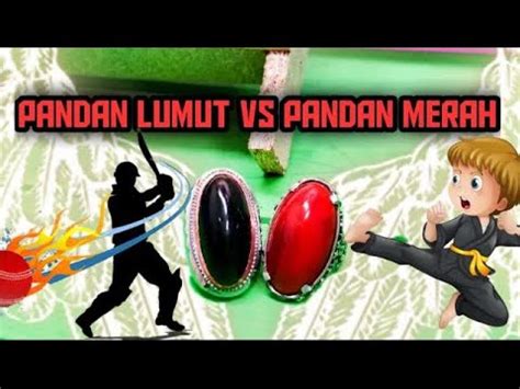 Batu Akik Pandan Lumut Vs Pandan Merah Mana Yang Kamu Pilih YouTube