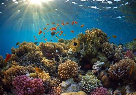 Caribbean Coral Reefs May Disappear Within Years Report India Tv