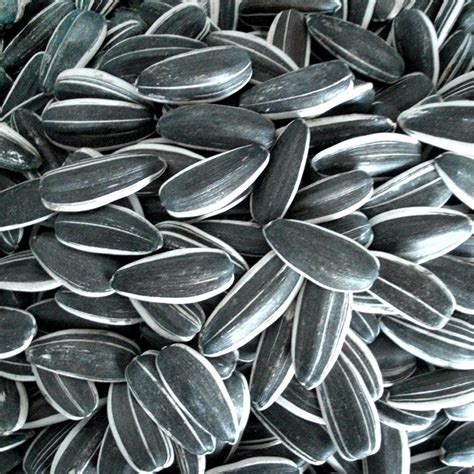 Dried Black Hybrid Sunflower Seeds For Agriculture Packaging Type