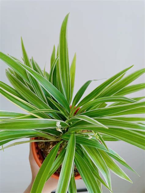 Chlorophytum Bichetii Spider Plant Furniture Home Living Gardening