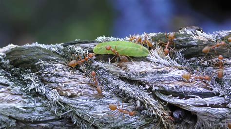 Many ginger ants attack the caterpillar and inject poison into it. The ...