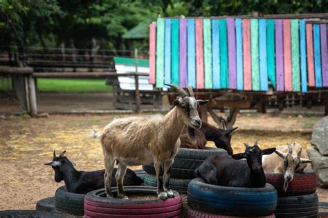 White and Brown Goat on Brown Wooden Fence · Free Stock Photo