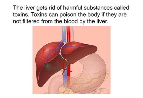 PatEdu.com : Liver Diseases