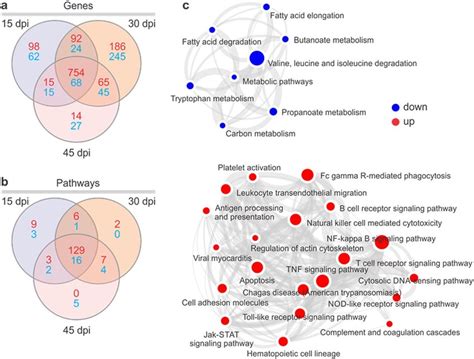 Venn Diagram Showing The Number Of Differentially Expressed A Genes Download Scientific