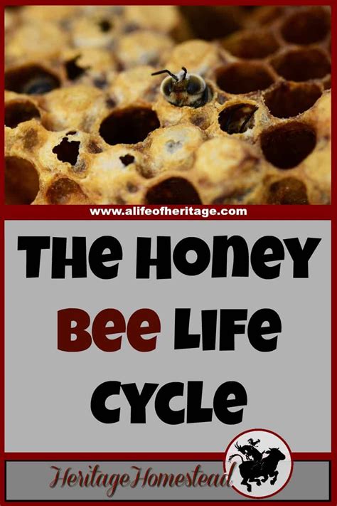 The Honey Bee Life Cycle Its So Fascinating Youll Love To Know How