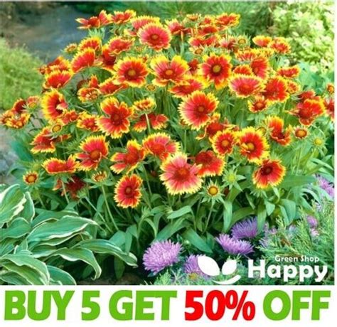 Blanketflower Dwarf Bicolor 300 Seeds Gaillardia Aristata