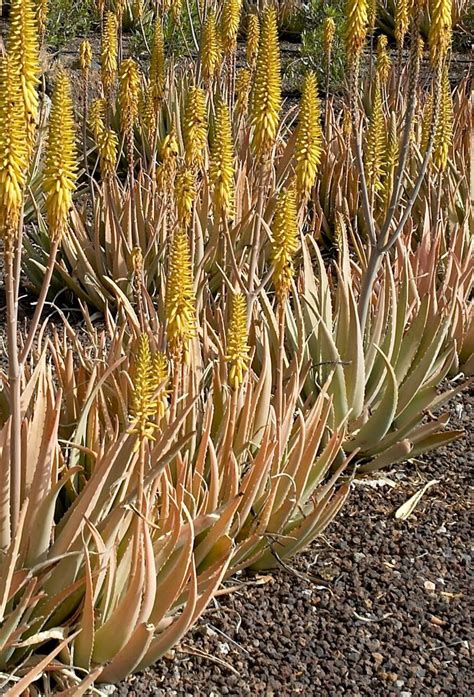 Echte Aloe Aloe vera Beschreibung Steckbrief Systematik