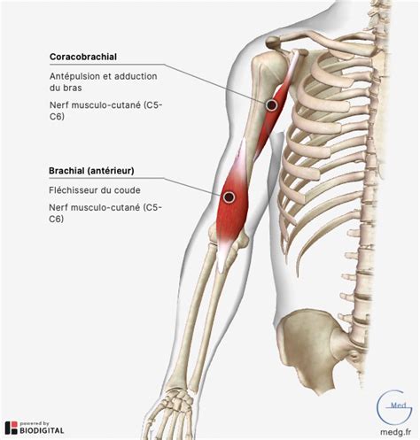 Anatomie Du Membre Sup Rieur Medg