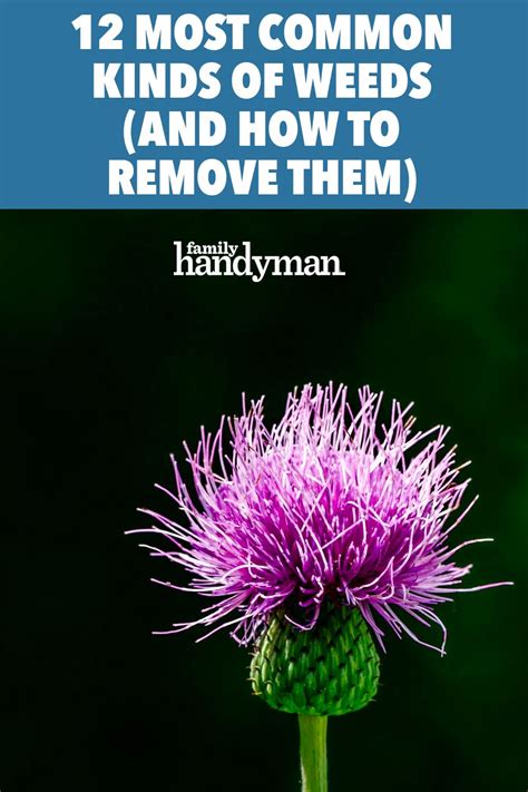 12 types of grass and garden weeds and how to remove them – Artofit