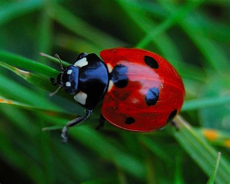 Beetles On Pinterest Insects June Bug And Ladybugs