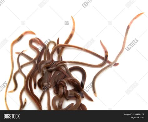 Worms On White Image & Photo (Free Trial) | Bigstock