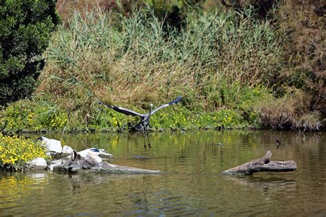 Heron Grey Wildlife - Free photo on Pixabay