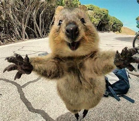 Create Meme Quokka An Animal Quokka Smiling Animal Quokka Smiling