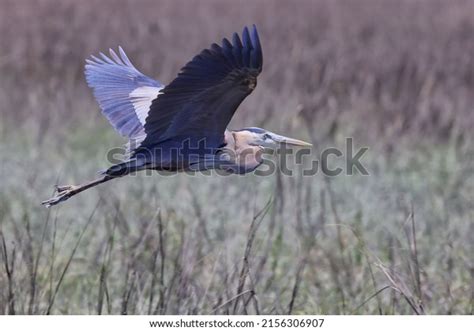 11,432 Green Heron Flying Images, Stock Photos & Vectors | Shutterstock