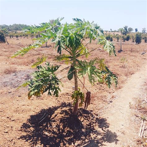 The Dry Season Is Hot And Dry In Indonesia Stock Image Image Of Survive Plants 291910747