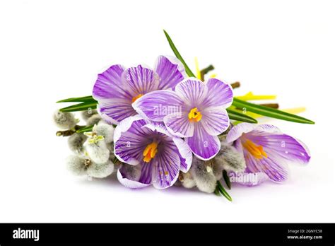 Crocus Flowers And Pussy Willow Twigs On White Background Stock Photo Alamy