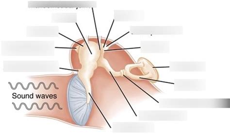 middle ear diagram Diagram | Quizlet