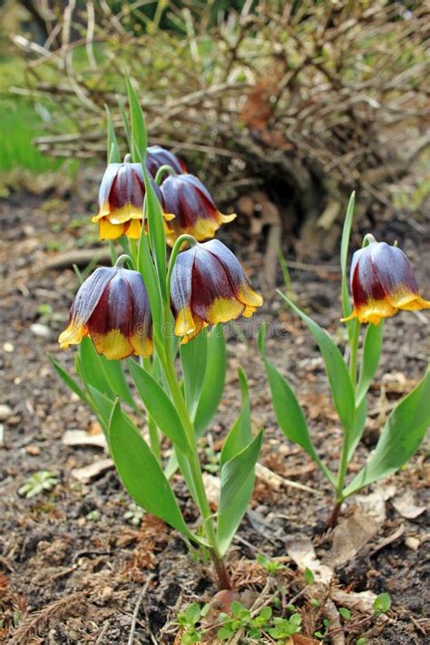 Fritillaria Michailovskyi Flowers Stock Photos Free Royalty Free