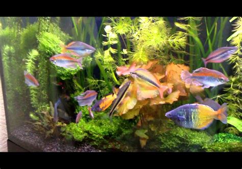 Planted Rainbowfish Tank April 2012 Youtube