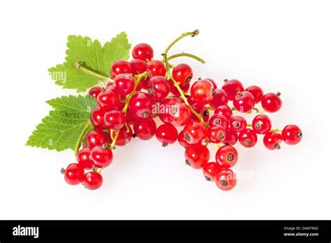 Fresh Whole Red Currant Hi Res Stock Photography And Images Alamy