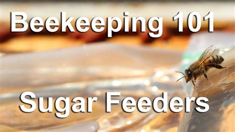 Beekeeping 101 Video Feeding Honeybees Sugar Syrup To Get Them Through