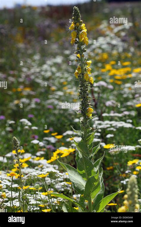 Great Mullein Verbascum Thapsus Stock Photo Alamy