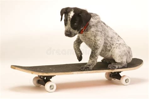 Dog on Skateboard stock photo. Image of small, texas - 22779204